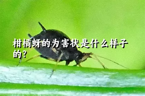 柑橘蚜的为害状是什么样子的？