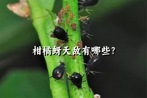 柑橘蚜天敌有哪些？