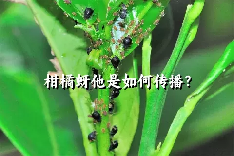 柑橘蚜他是如何传播？