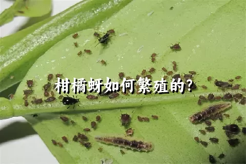 柑橘蚜如何繁殖的？