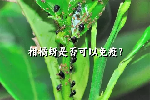 柑橘蚜是否可以免疫？