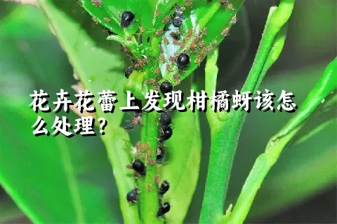 花卉花蕾上发现柑橘蚜该怎么处理？