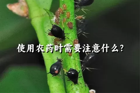 使用农药时需要注意什么？