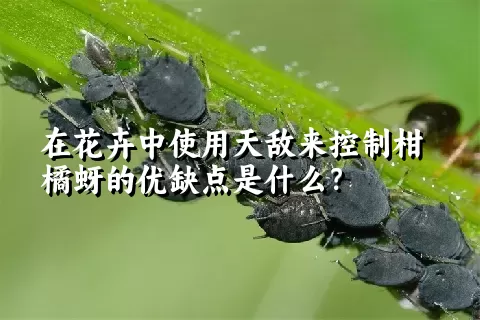 在花卉中使用天敌来控制柑橘蚜的优缺点是什么？