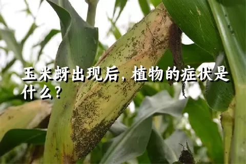 玉米蚜出现后，植物的症状是什么？