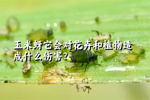 玉米蚜它会对花卉和植物造成什么伤害？