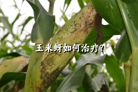 玉米蚜如何治疗？