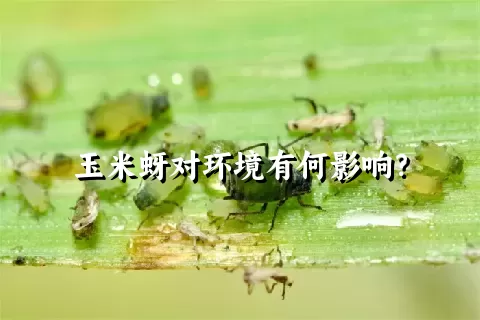 玉米蚜对环境有何影响？