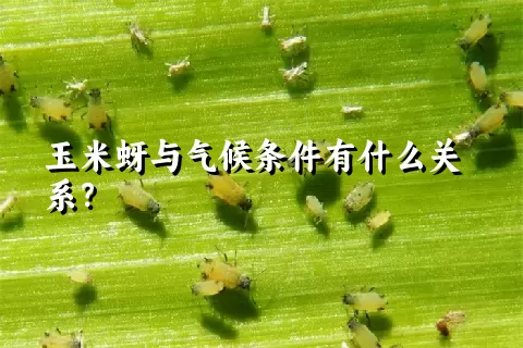 玉米蚜与气候条件有什么关系？