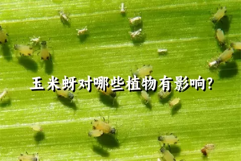 玉米蚜对哪些植物有影响？