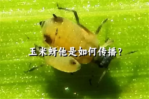 玉米蚜他是如何传播？