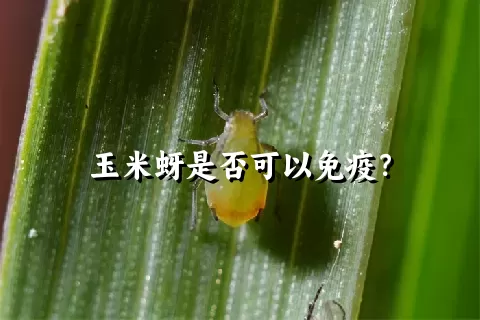 玉米蚜是否可以免疫？