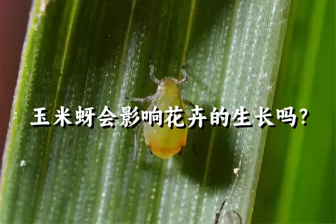 玉米蚜会影响花卉的生长吗？