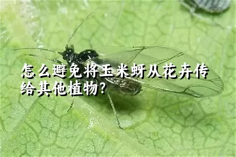 怎么避免将玉米蚜从花卉传给其他植物？