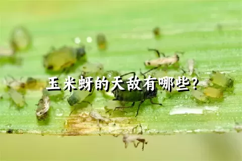 玉米蚜的天敌有哪些？