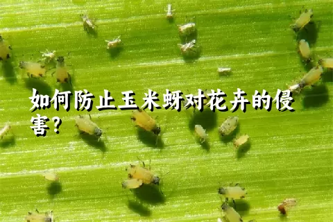 如何防止玉米蚜对花卉的侵害？