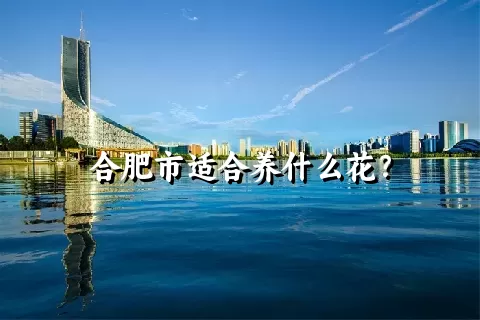 合肥市适合养什么花？