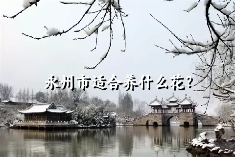 永州市适合养什么花？