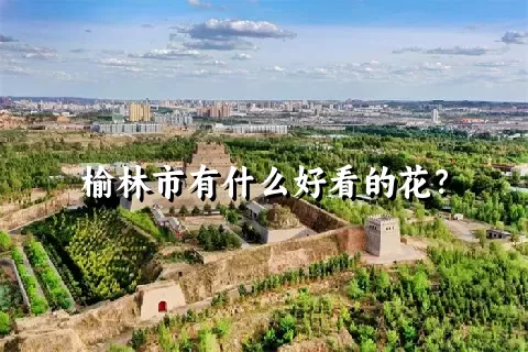 榆林市有什么好看的花？