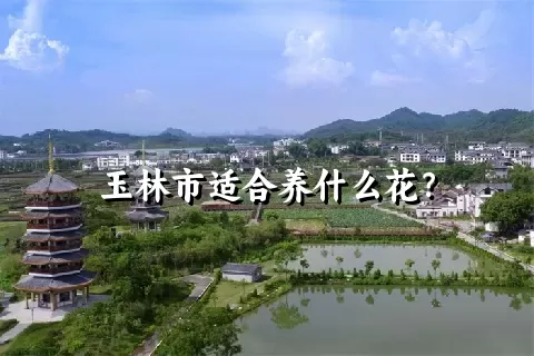 玉林市适合养什么花？