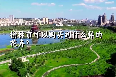 榆林市可以购买到什么样的花卉？