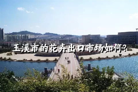 玉溪市的花卉出口市场如何？