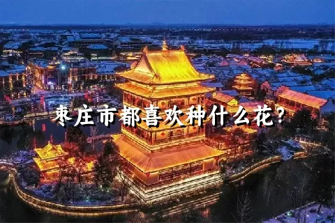 枣庄市都喜欢种什么花？