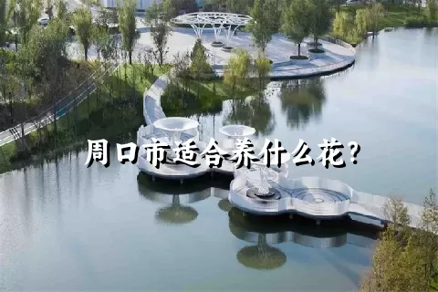 周口市适合养什么花？