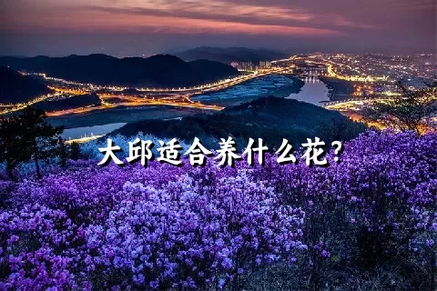 大邱适合养什么花？