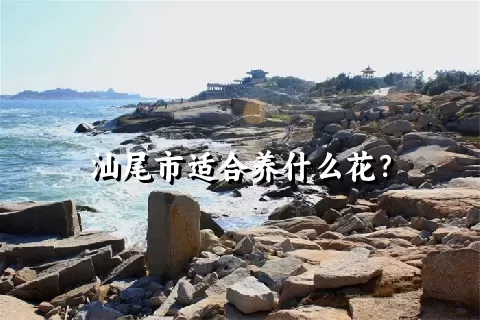 汕尾市适合养什么花？