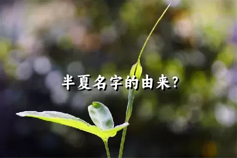 半夏名字的由来？