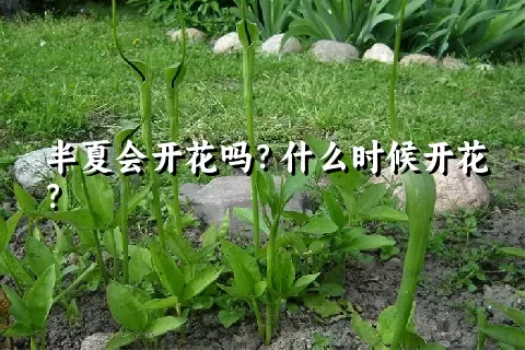 半夏会开花吗？什么时候开花？