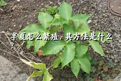 半夏怎么繁殖，其方法是什么？