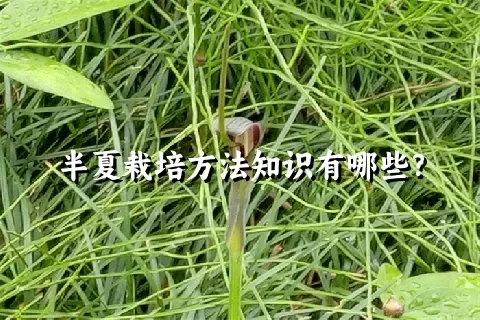 半夏栽培方法知识有哪些？