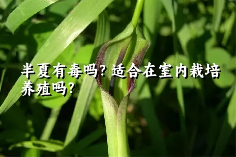 半夏有毒吗？适合在室内栽培养殖吗？