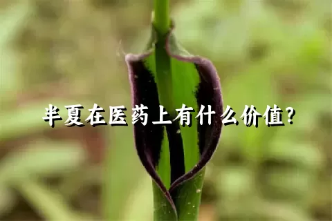 半夏在医药上有什么价值？