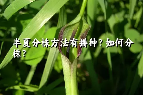 半夏分株方法有播种？如何分株？