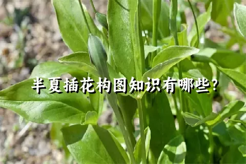 半夏插花构图知识有哪些？