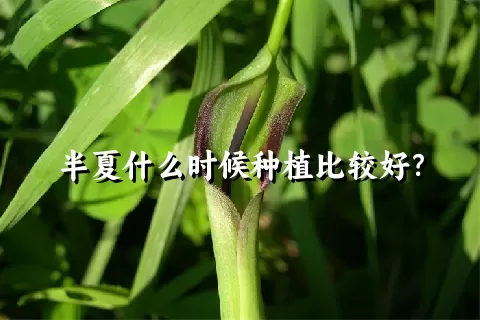 半夏什么时候种植比较好？