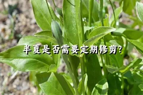 半夏是否需要定期修剪？