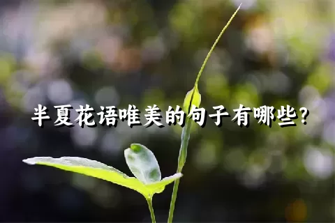 半夏花语唯美的句子有哪些？