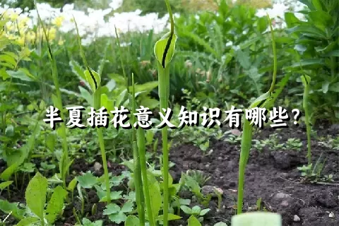 半夏插花意义知识有哪些？