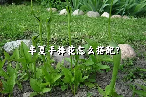 半夏手捧花怎么搭配？