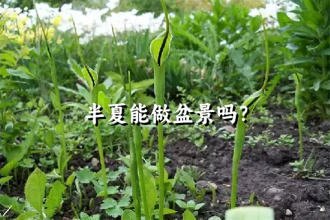 半夏能做盆景吗？