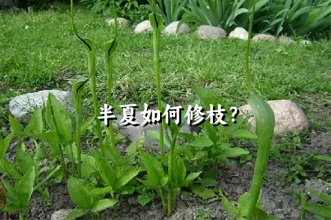 半夏如何修枝？