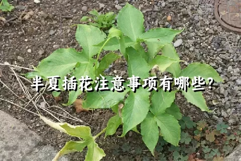 半夏插花注意事项有哪些？