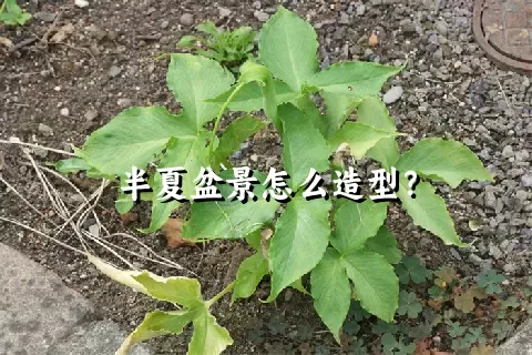 半夏盆景怎么造型？