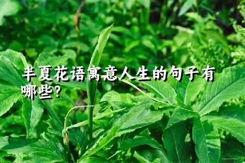 半夏花语寓意人生的句子有哪些？