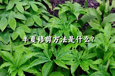 半夏修剪方法是什么？