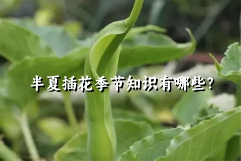 半夏插花季节知识有哪些？